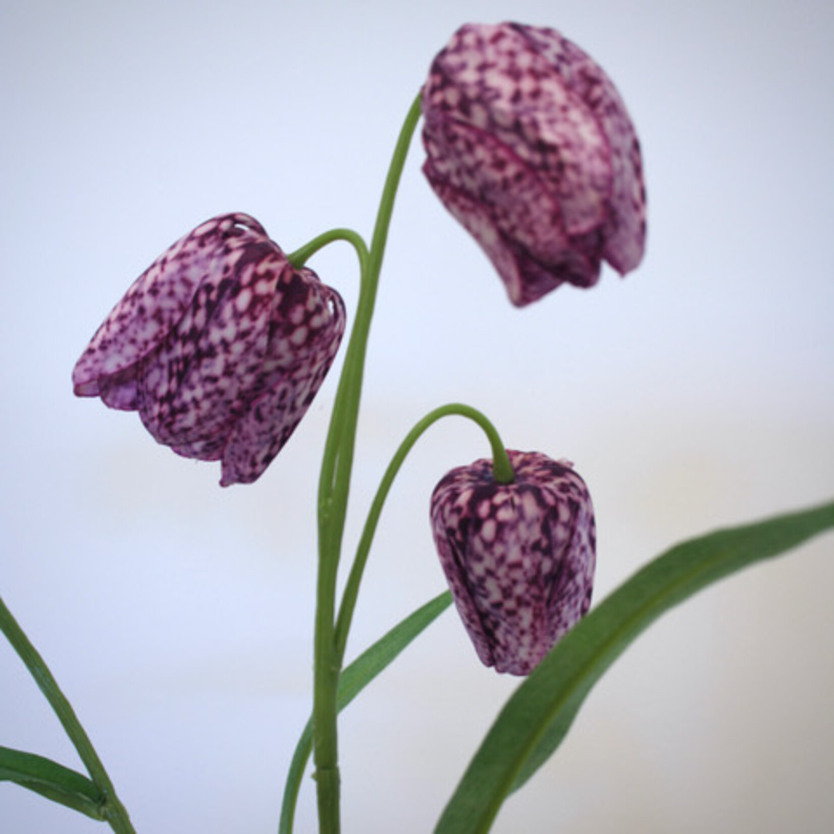 FRITILLARIA | PURPLE | 70 CM