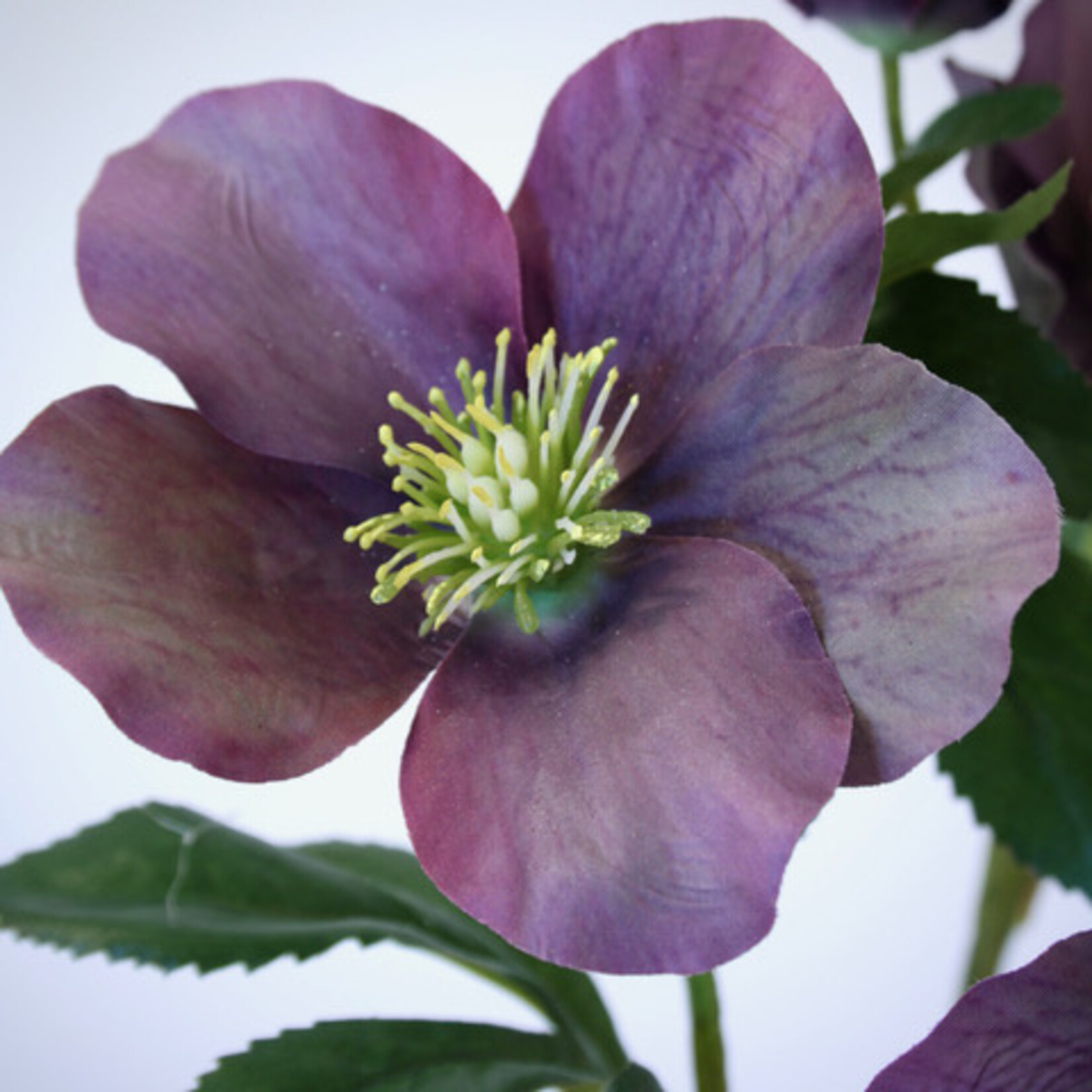 HELLEBORE | PURPLE | 74 CM