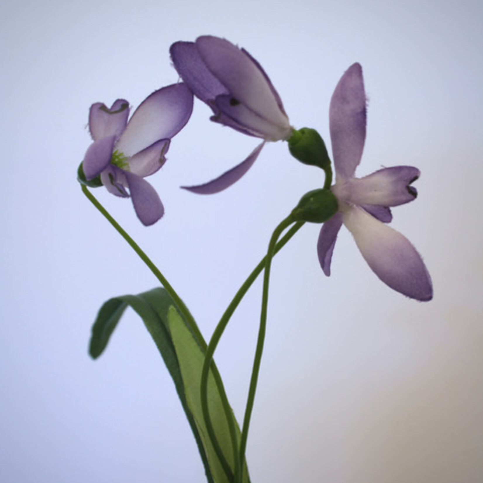SNEEUWKLOKJE FLORE PLENO | PAARS | 45 CM