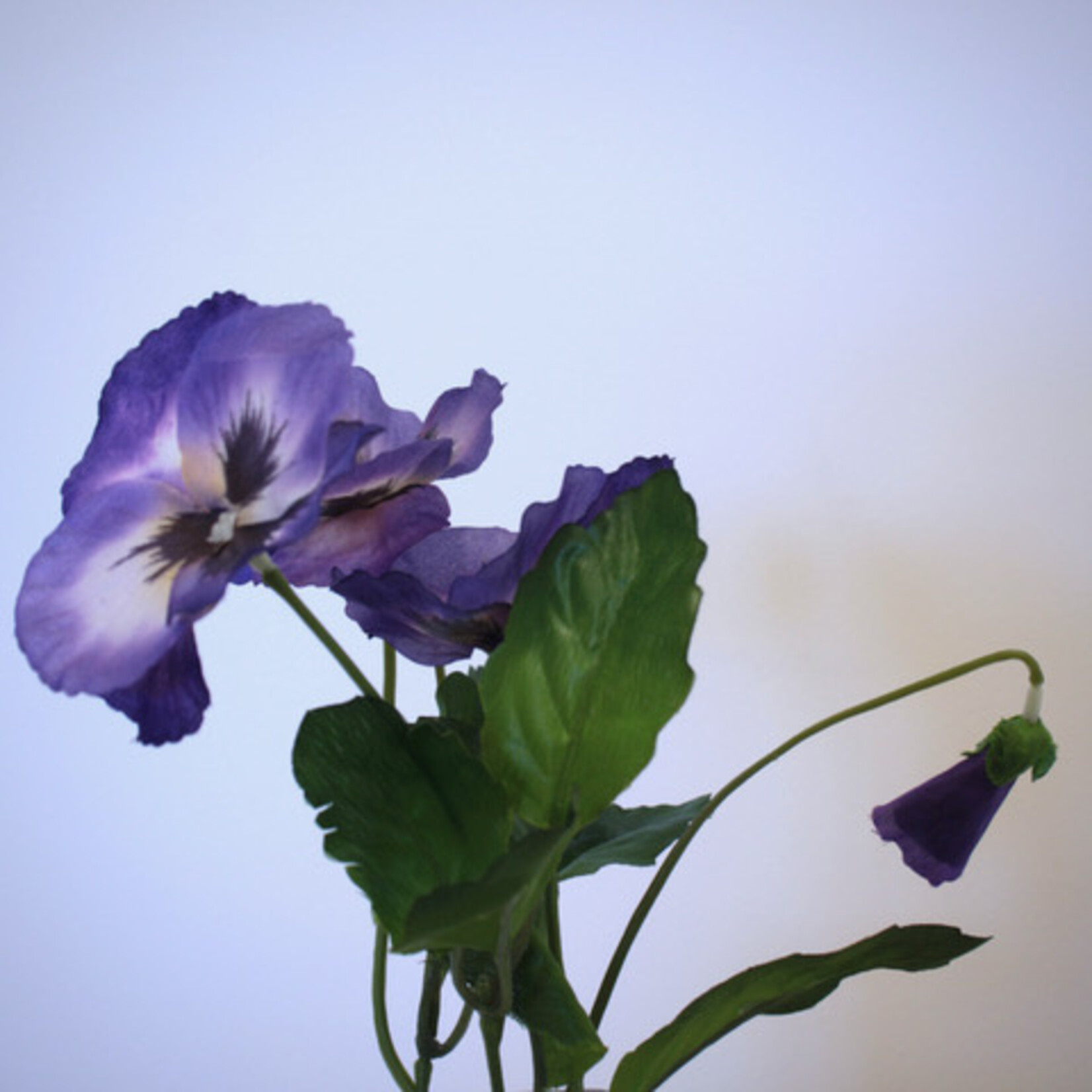 VIOOLTJE WITTROCKIANA | BLAUW | 24 CM