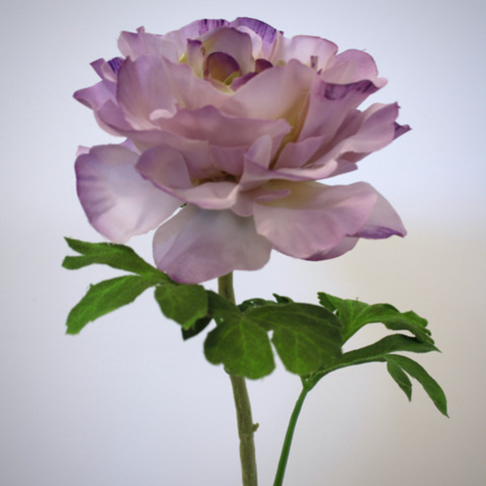 RANONKEL MALVA | LILA | 61 CM