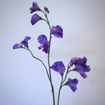 LATHYRUS |LILAC | 48 CM