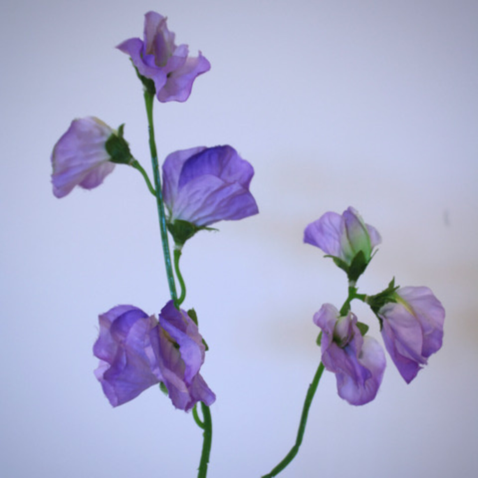 LATHYRUS |LILAC | 48 CM