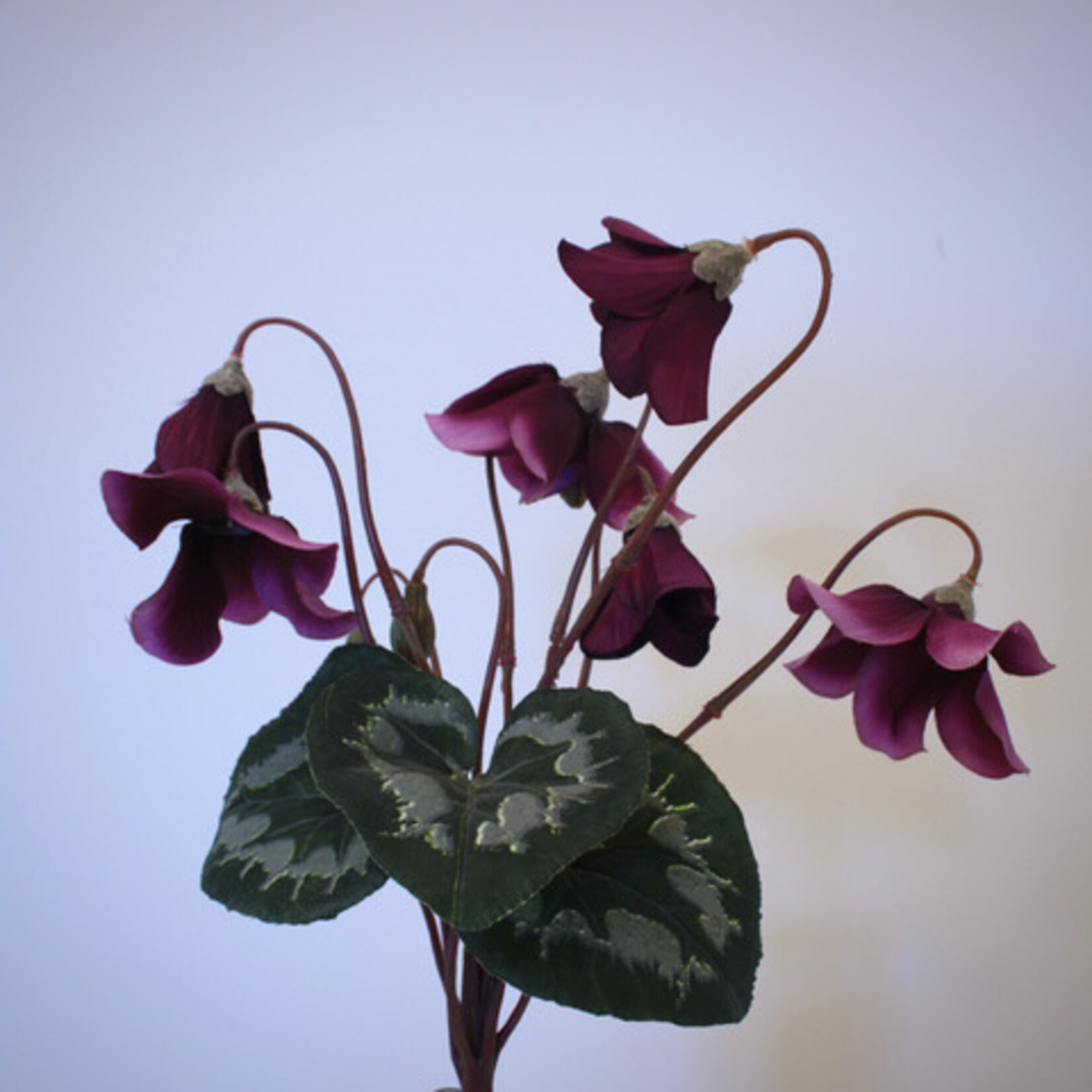 CYCLAAM RUBY STAR | PINK | 28 CM