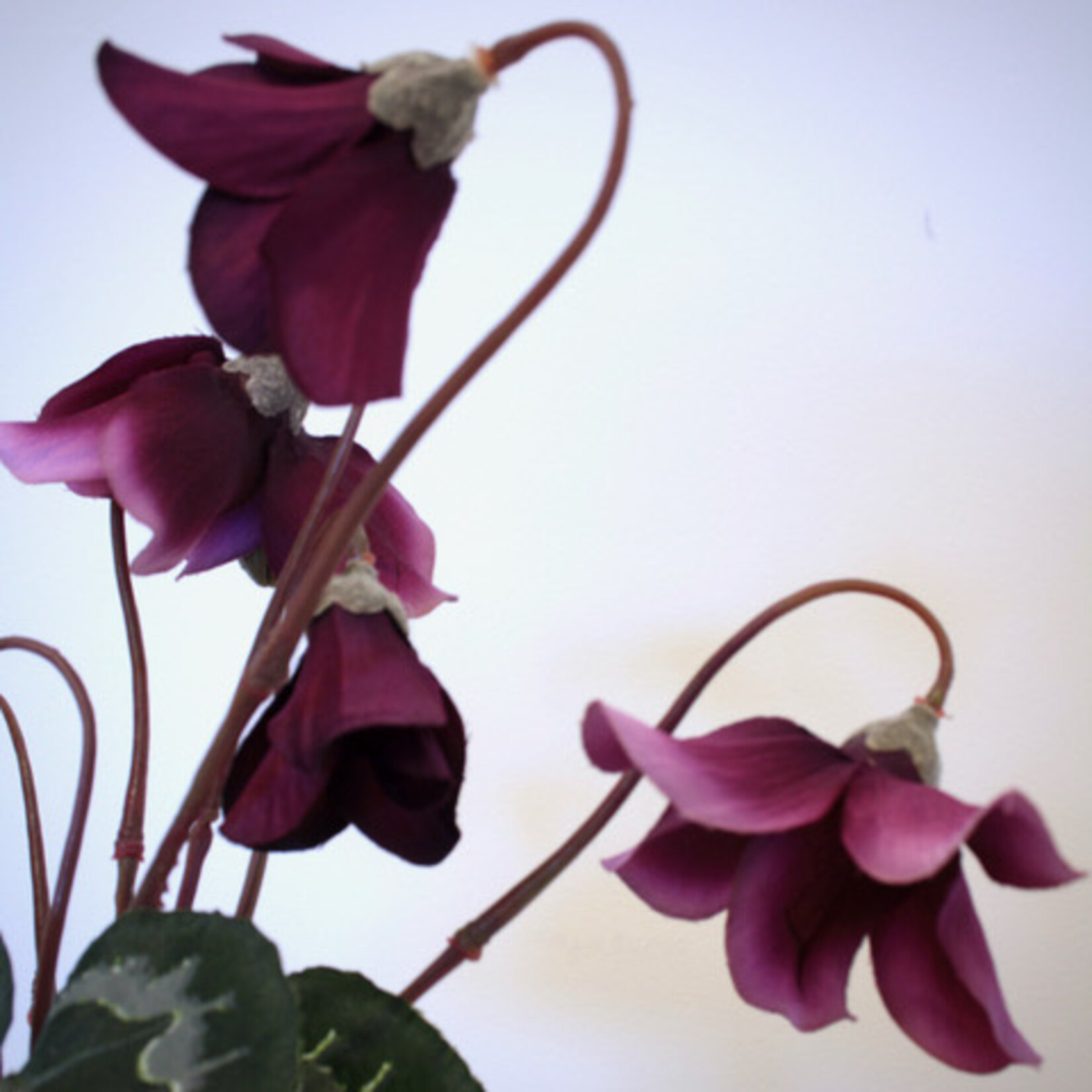 CYCLAAM RUBY STAR | ROZE | 28 CM