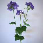 GERANIUM | BLAUW | 75 CM