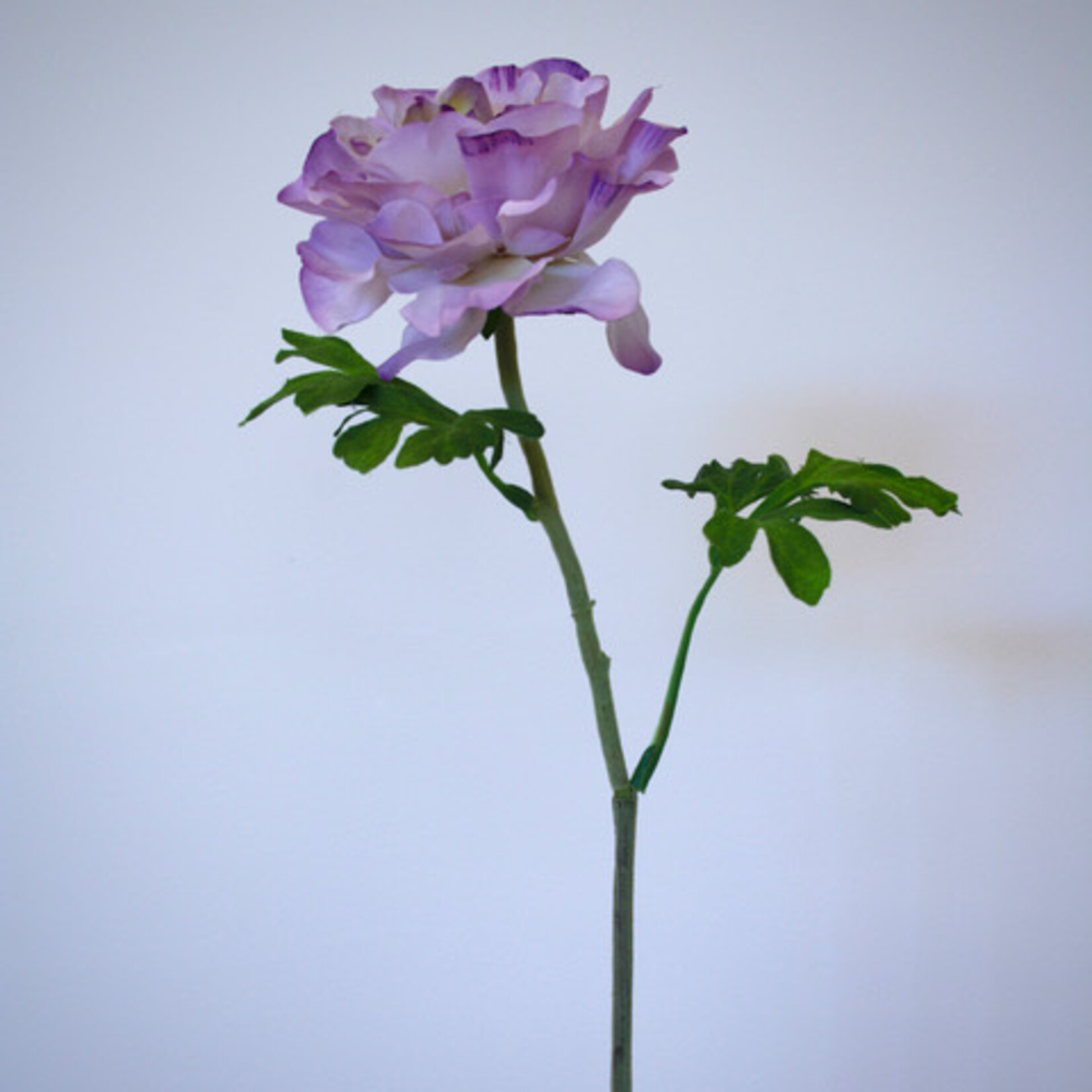 RANONKEL MALVA | LILA | 61 CM