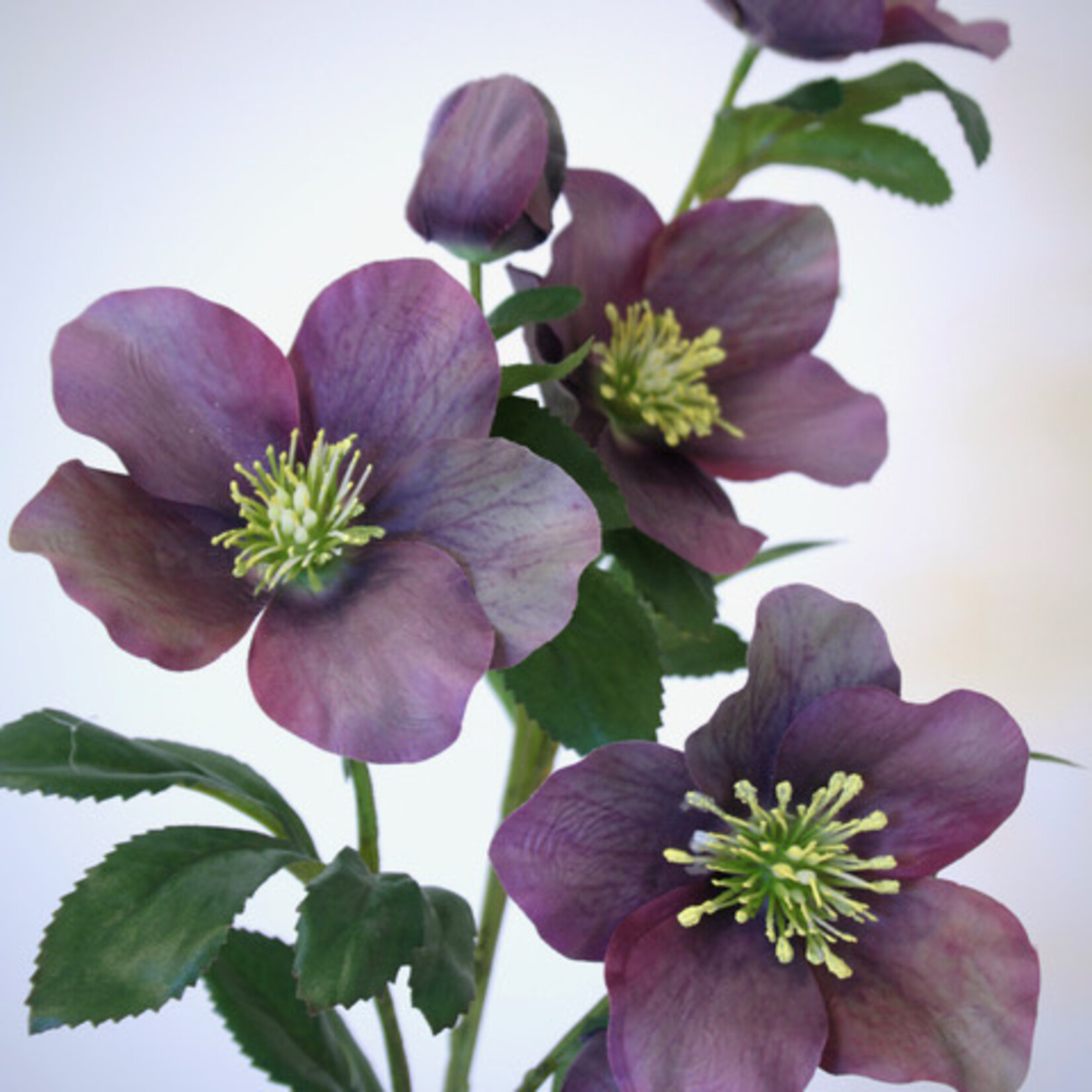 HELLEBORE | PURPLE | 74 CM