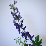 RIDDERSPOOR | BLAUW | 80 CM