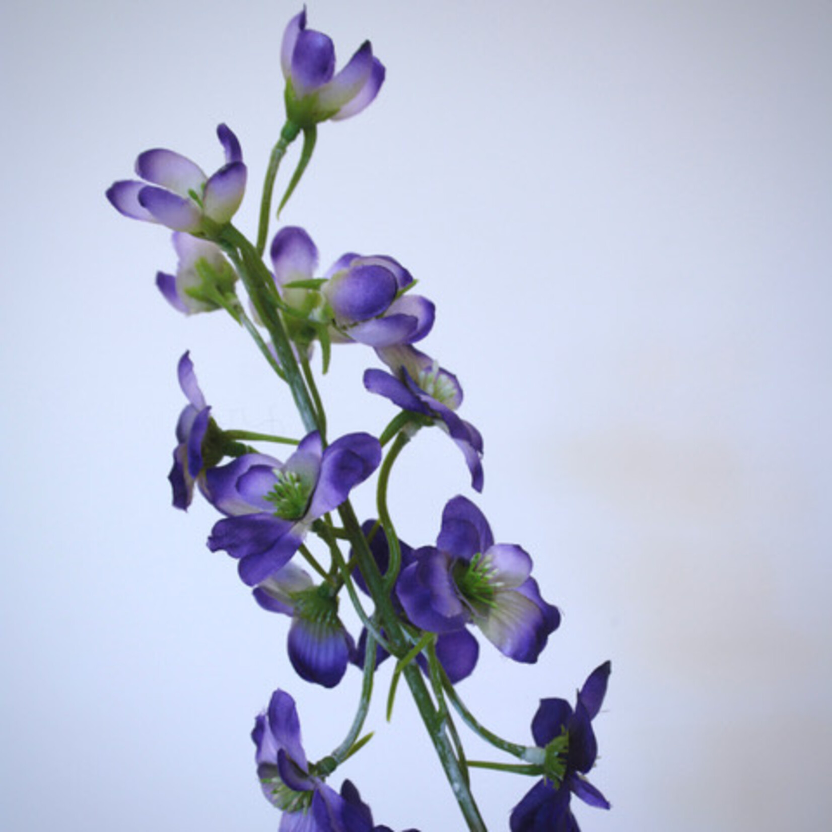 DELPHINIUM | BLUE | 80 CM