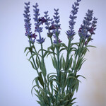 LAVENDEL | BLAUW | 28 CM