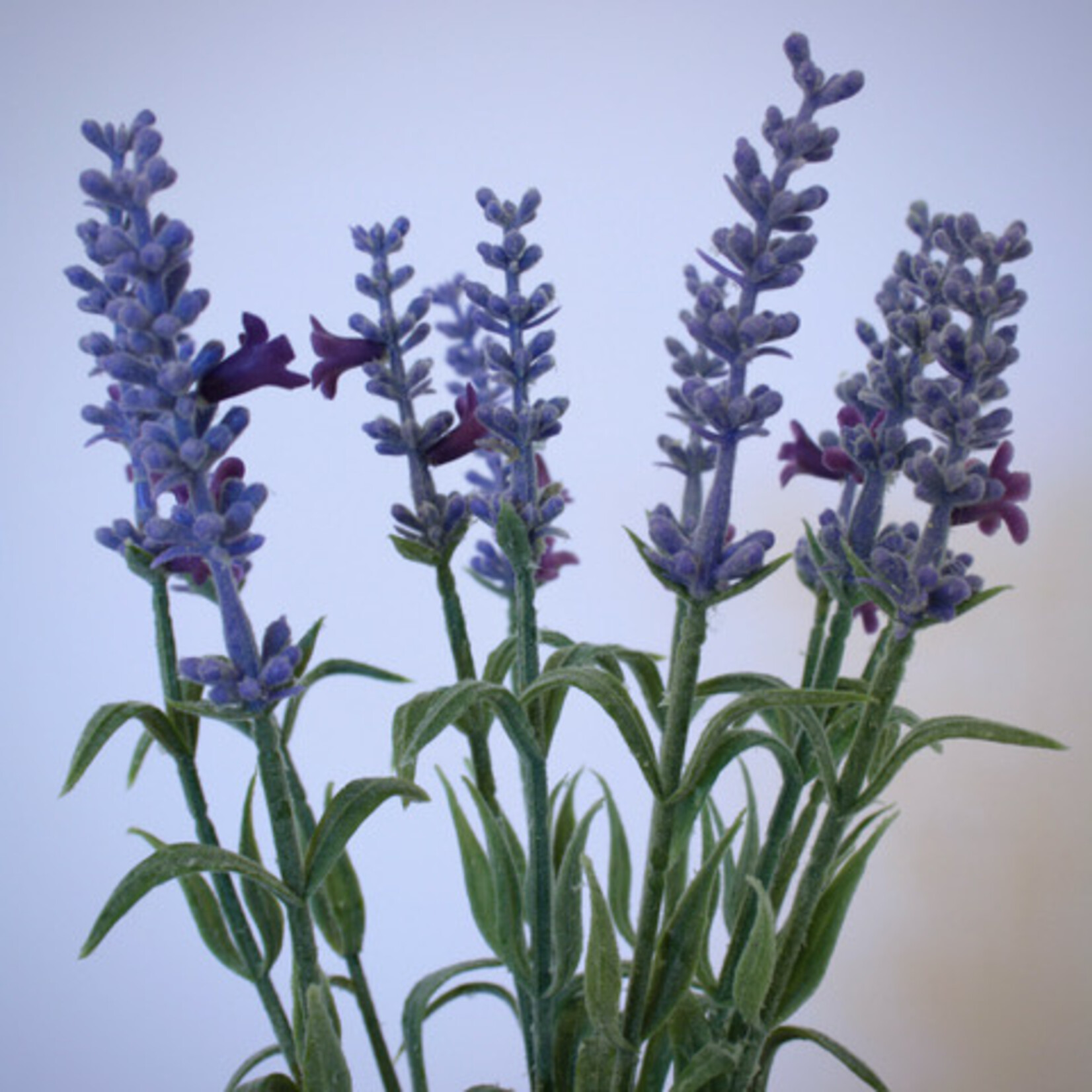 LAVENDER |BLUE | 28 CM