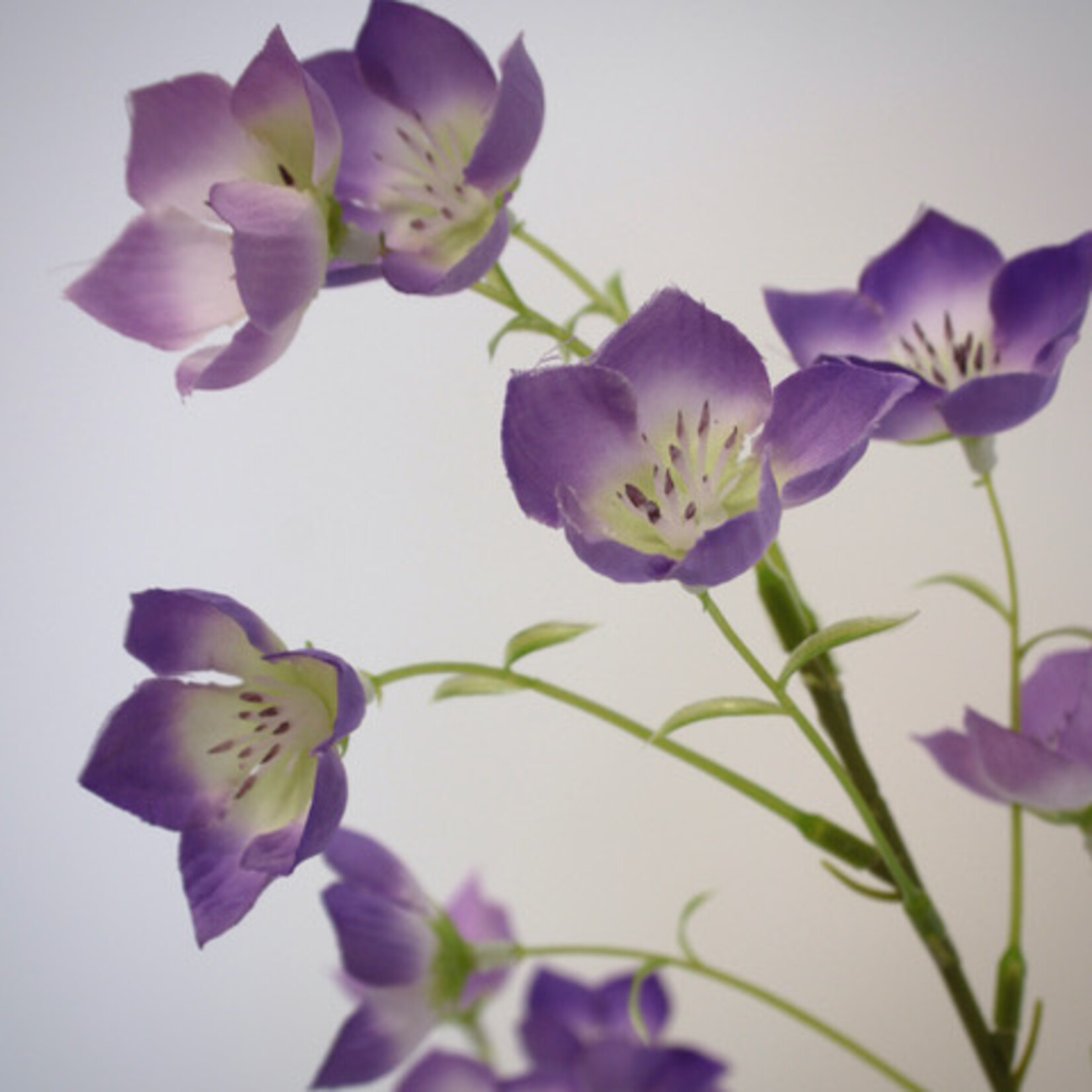 CAMPANULA TELHAM BEAUTY | PURPLE | 95 CM