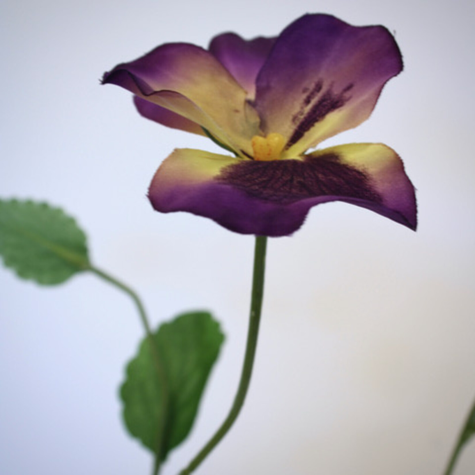 VIOLA WITTROCKIANA | PURPLE | 65 CM