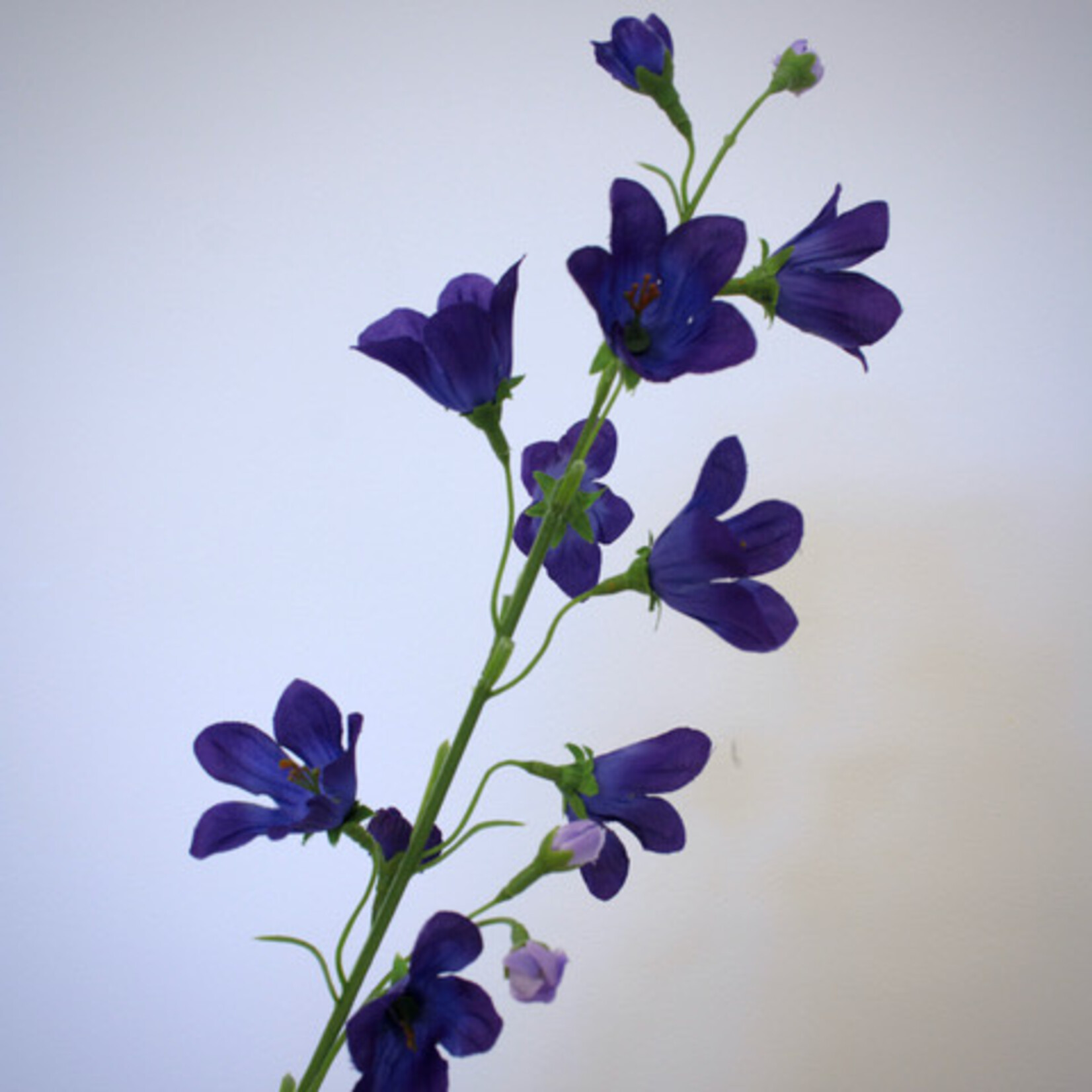 CAMPANULA | BLUE | 66 CM