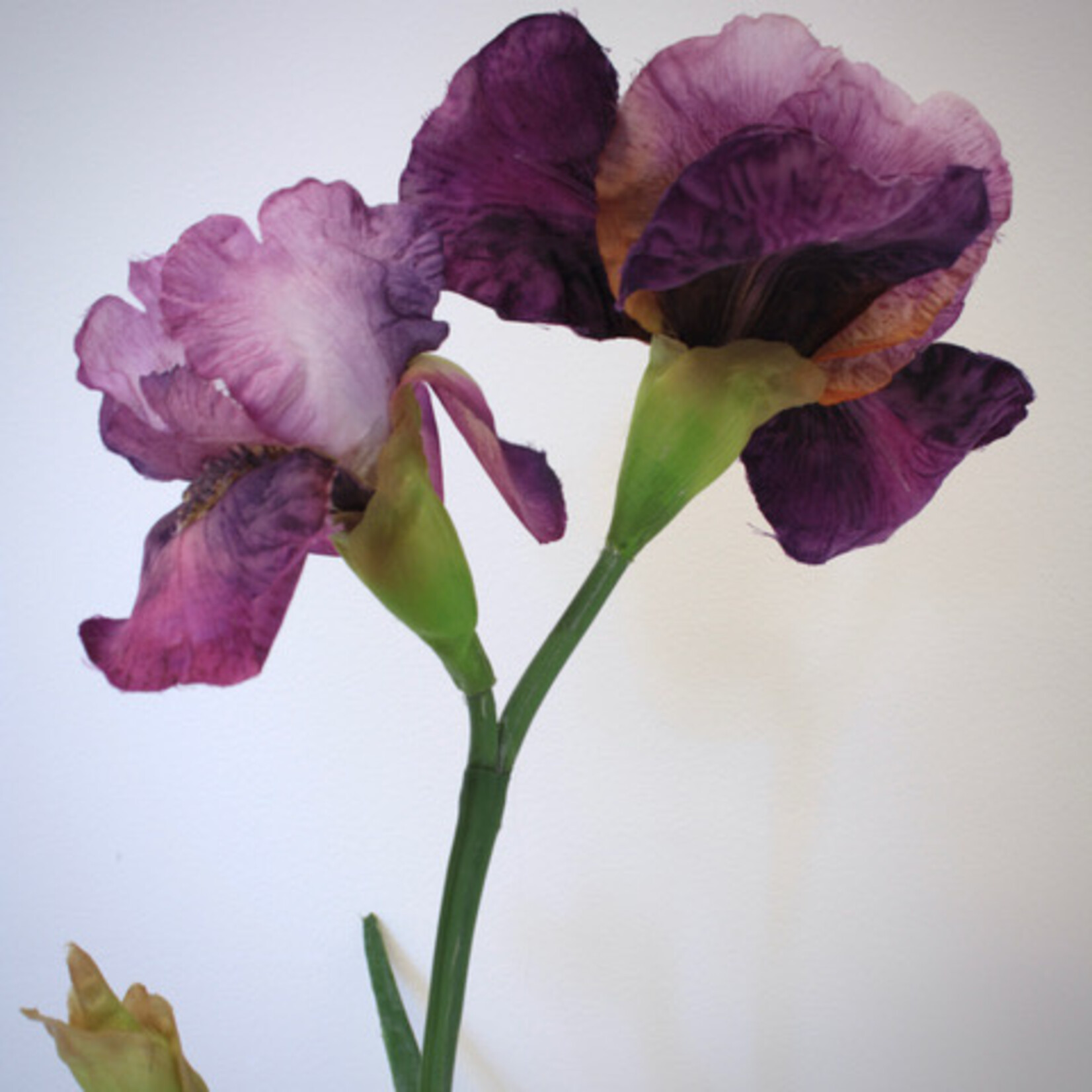 IRIS BRINDLES BEAUTY | PURPLE | 70 CM