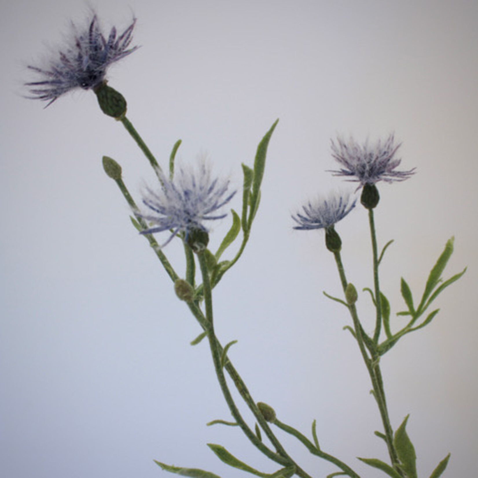 BROWN KNAPWEED | PURPLE| 80 CM