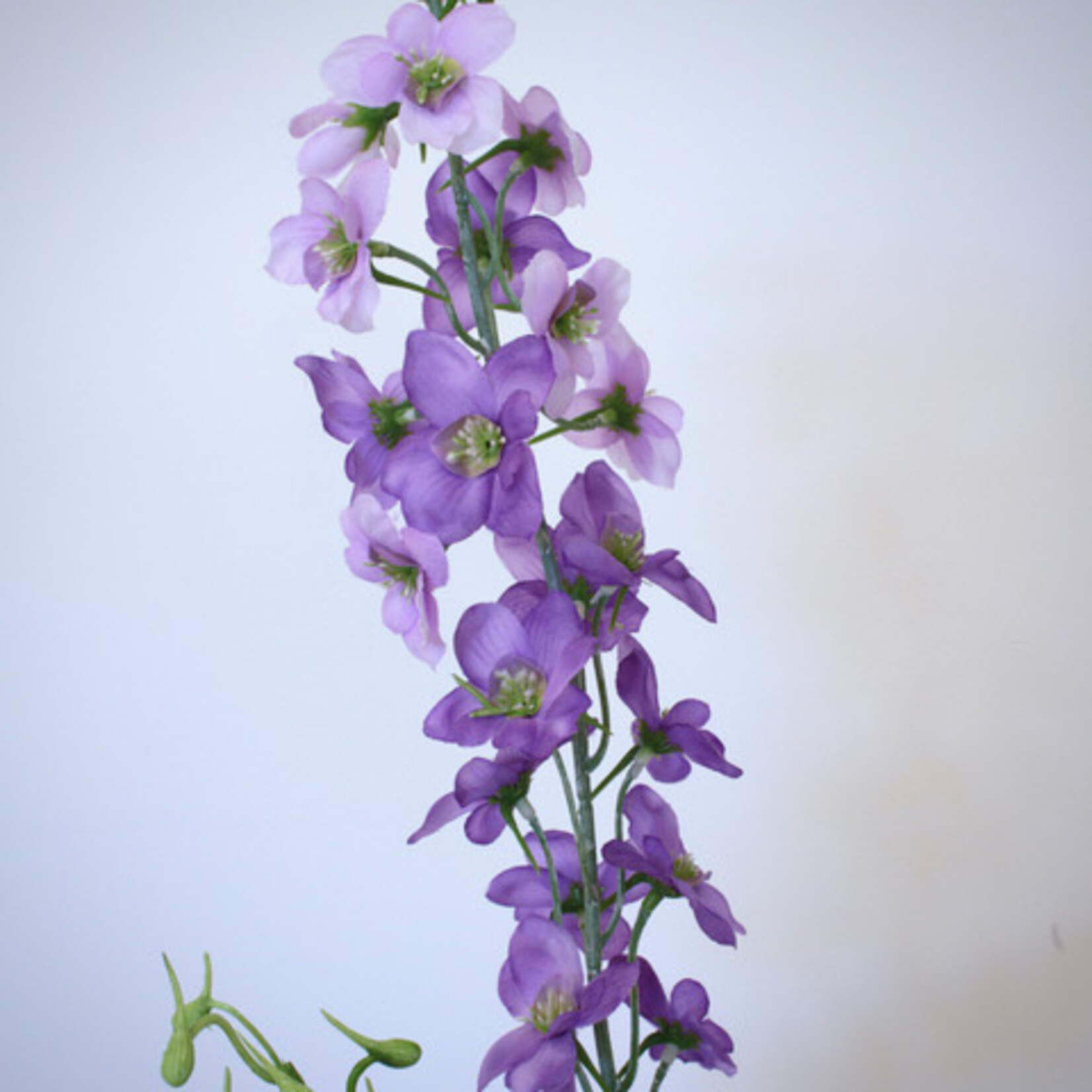 DELPHINIUM MAGIC FOUNTAIN | PURPLE | 77 CM