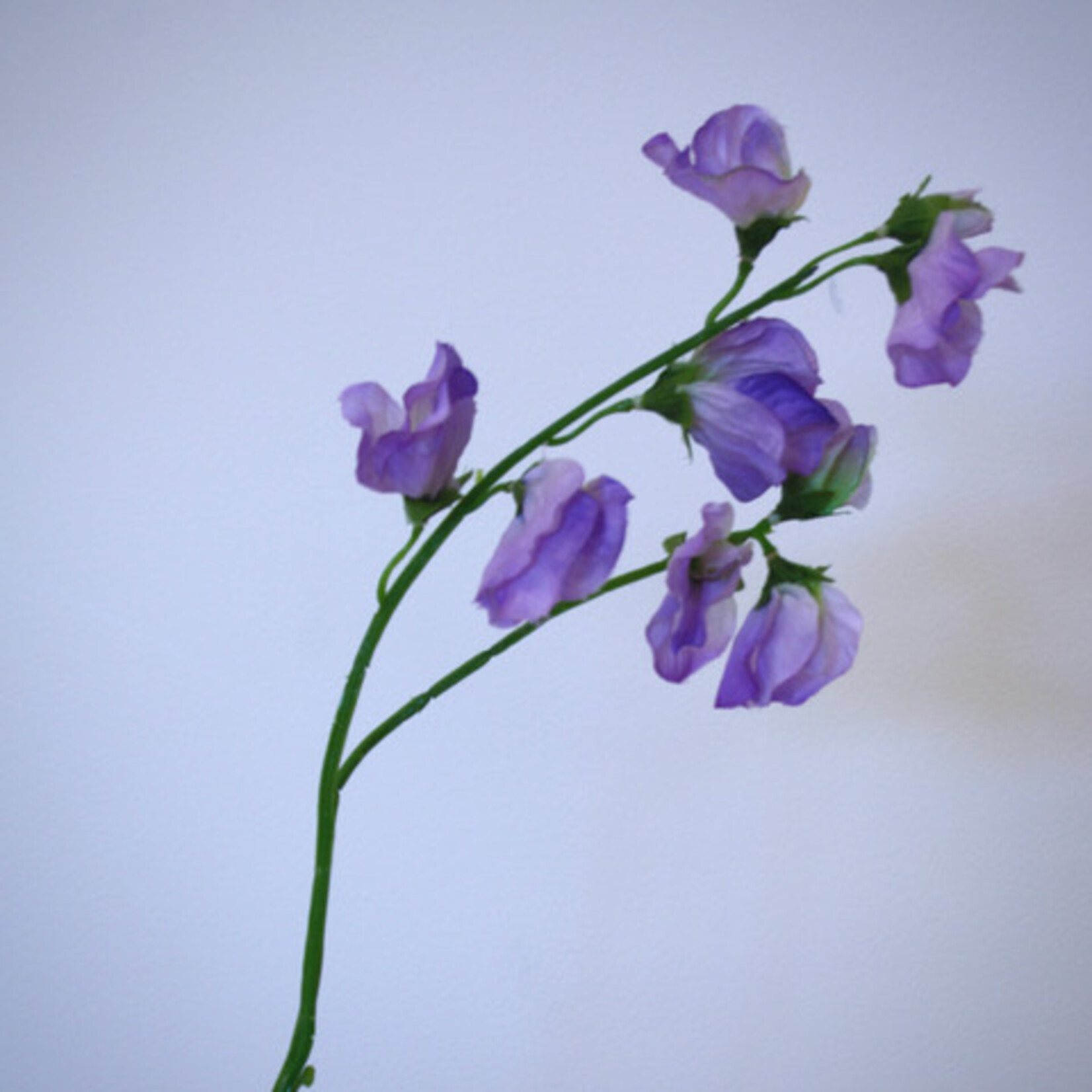 LATHYRUS |LILAC | 48 CM