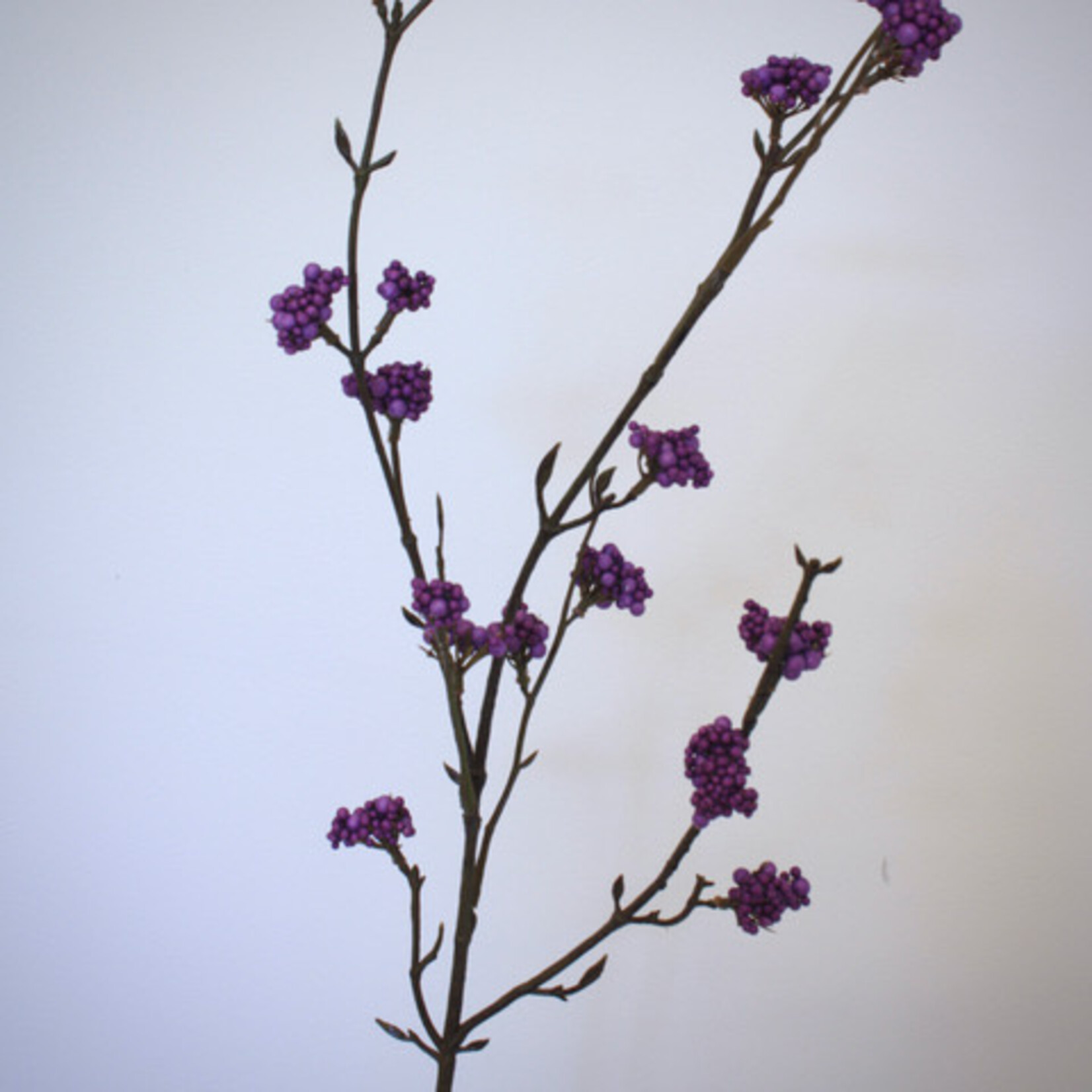 CALLICARPA | PURPLE | 81 CM