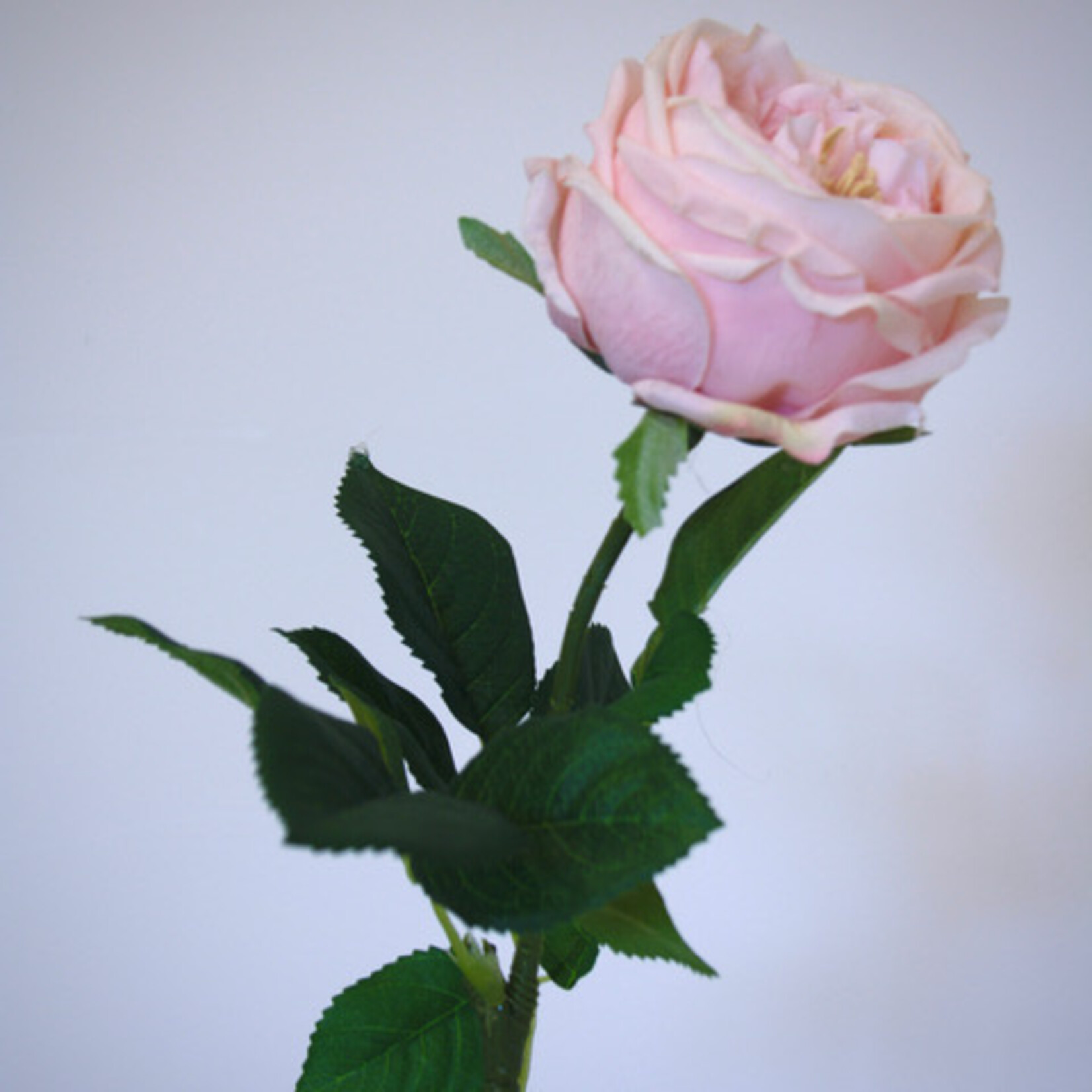 ROOS JASMINA | LICHT  ROZE | 60 CM
