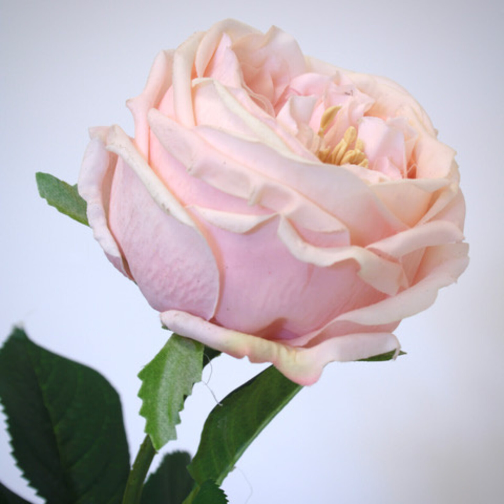 ROSE JASMINA | LIGHT PINK | 60 CM