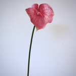 ANTHURIUM  | ROZE | 70 CM