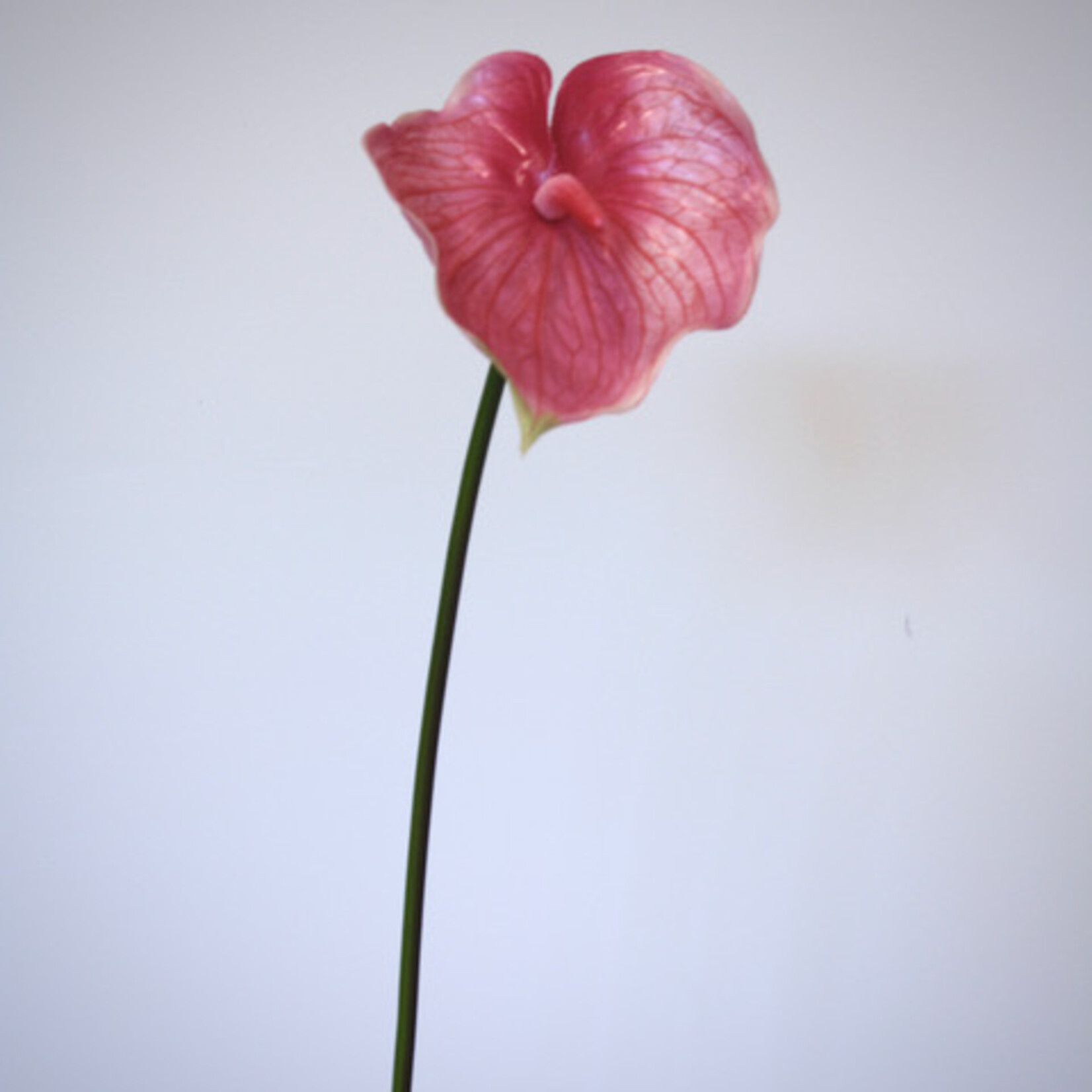 ANTHURIUM ARISTO | PINK | 70 CM