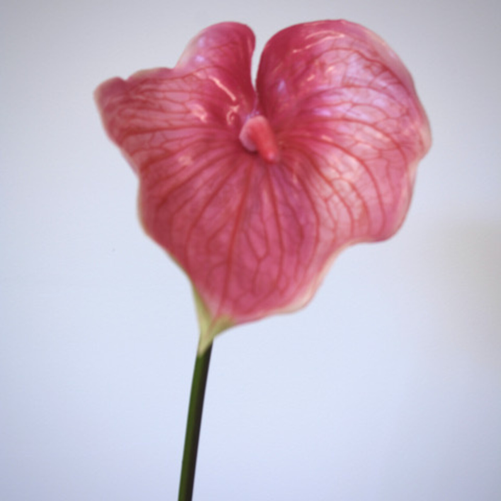 ANTHURIUM ARISTO | PINK | 70 CM