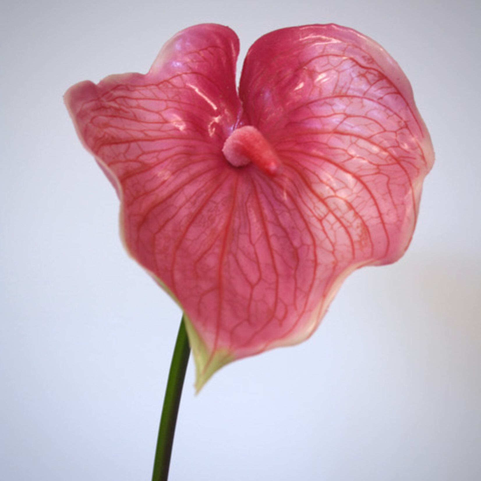 ANTHURIUM ARISTO | PINK | 70 CM