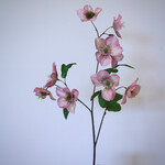 HELLEBORE | PINK | 60 CM