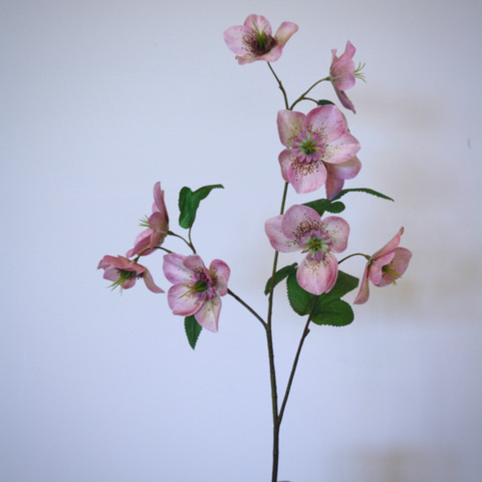 HELLEBORUS CHERYL'S SHINE | ROZE | 60 CM