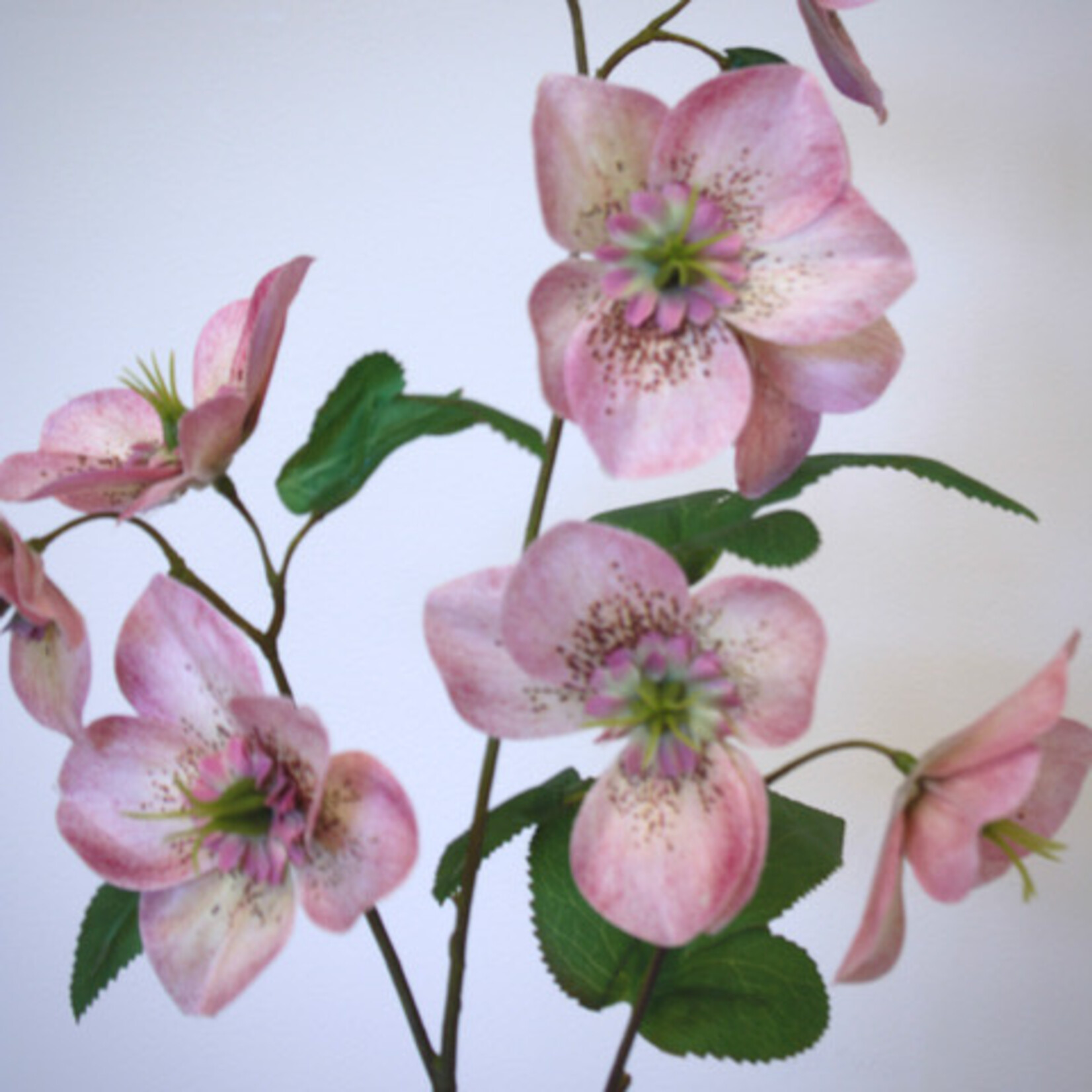 HELLEBORUS CHERYL'S SHINE | ROZE | 60 CM