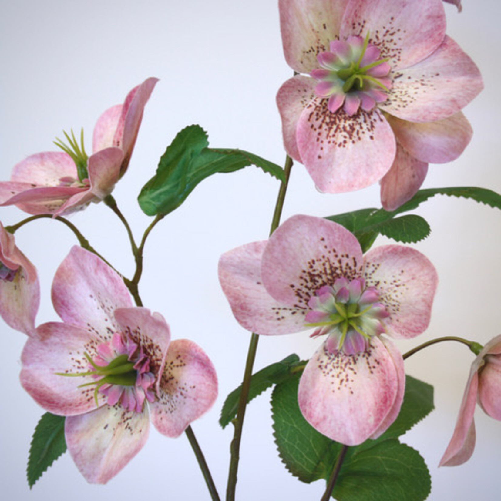 HELLEBORUS CHERYL'S SHINE | ROZE | 60 CM