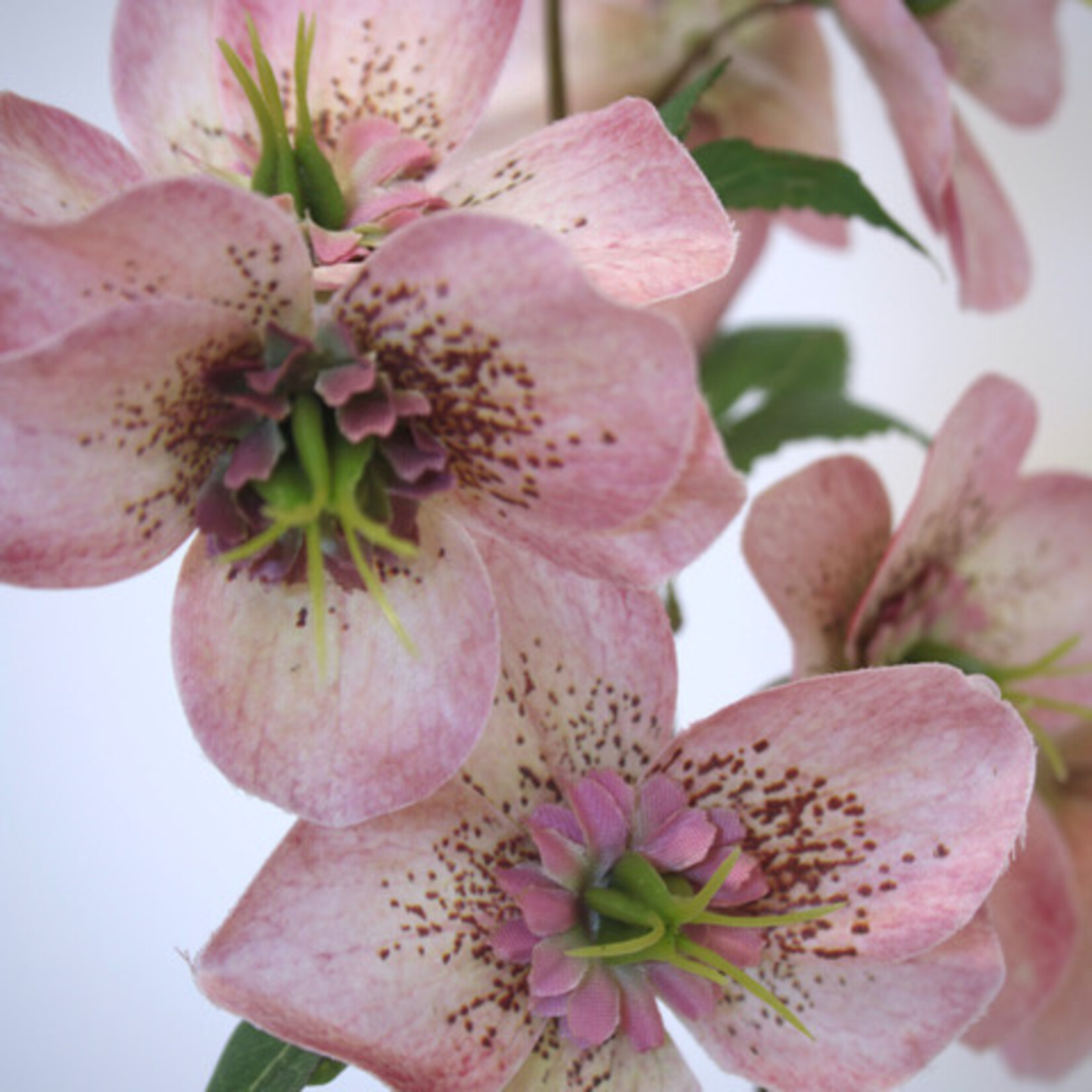 HELLEBORUS CHERYL'S SHINE | ROZE | 60 CM