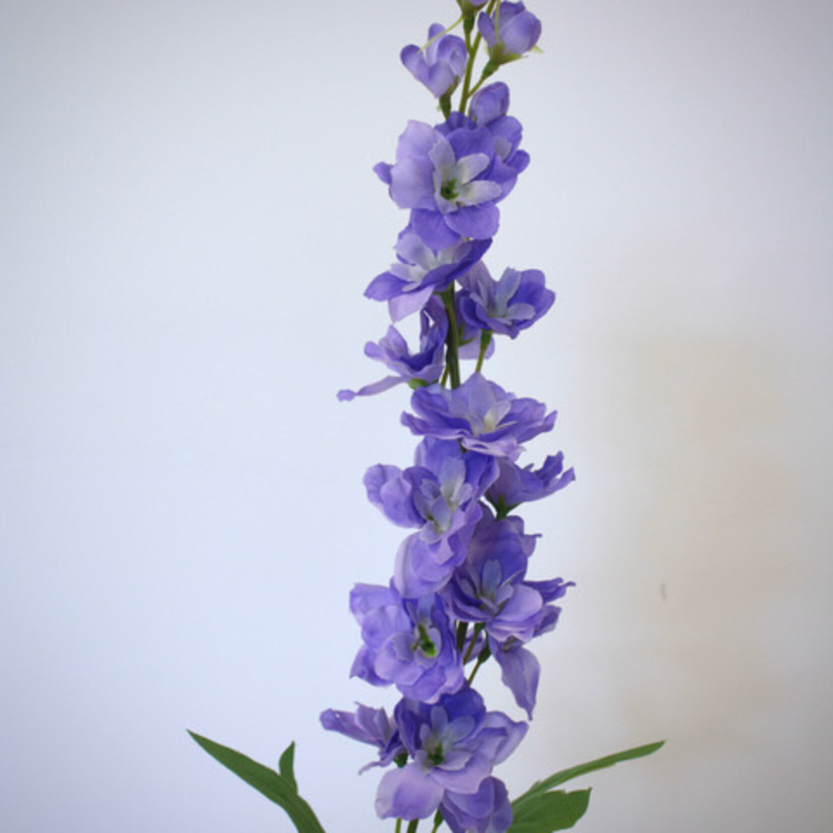 DELPHINIUM PEPE | PURPLE | 76 CM