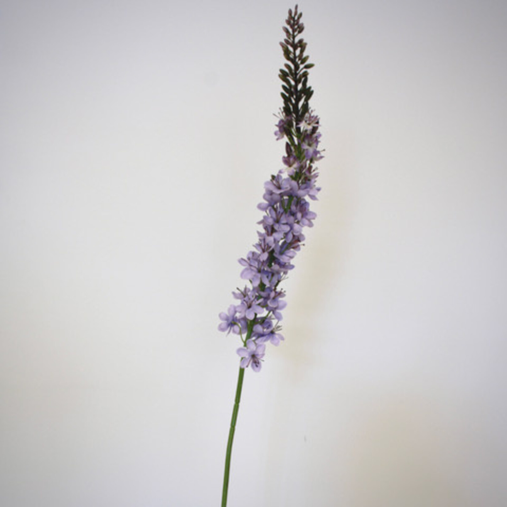 EREMURUS ROMANCE | LILA | 105 CM