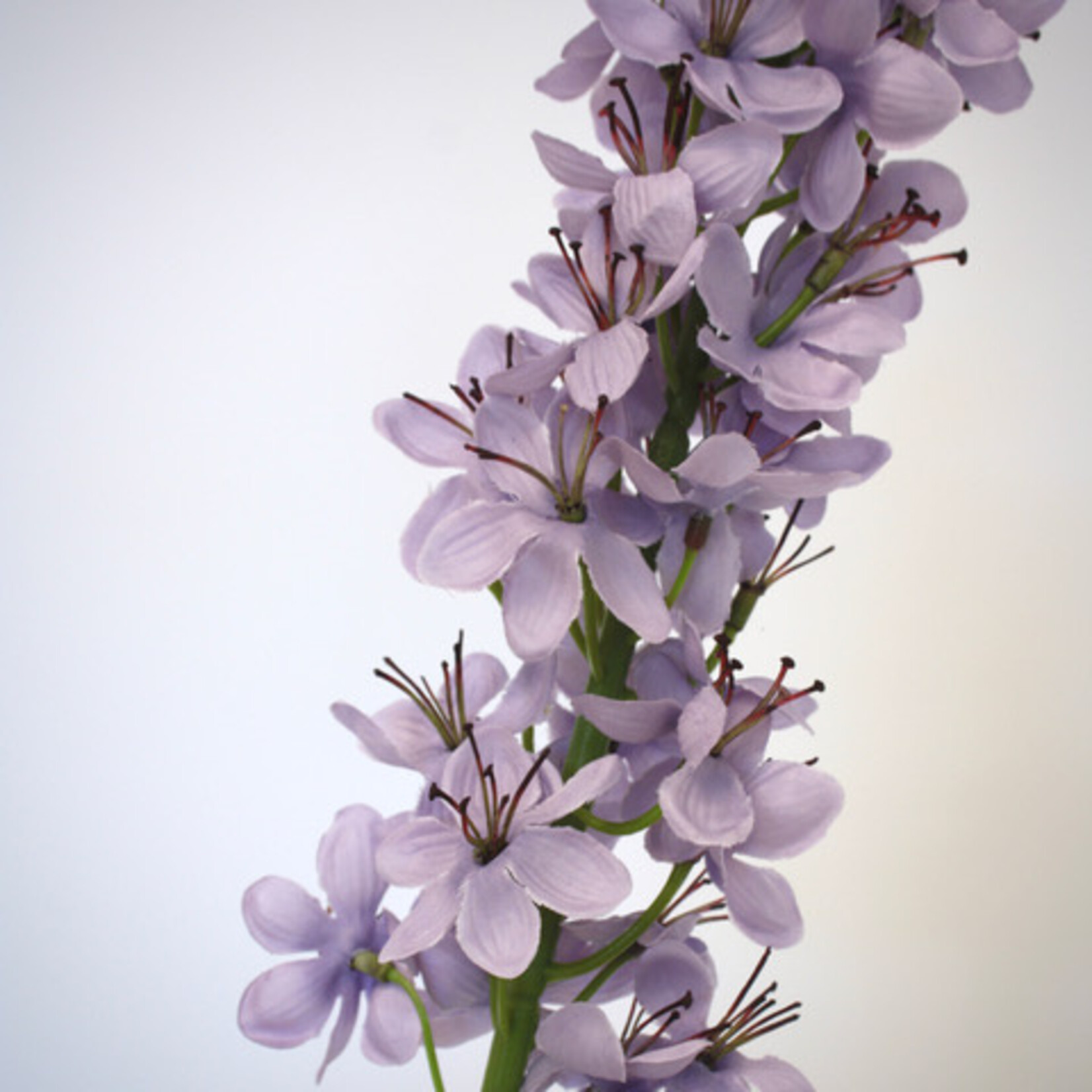 EREMURUS  ROMANCE | LILAC | 105 CM