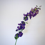 DELPHINIUM | PURPLE | 128 CM