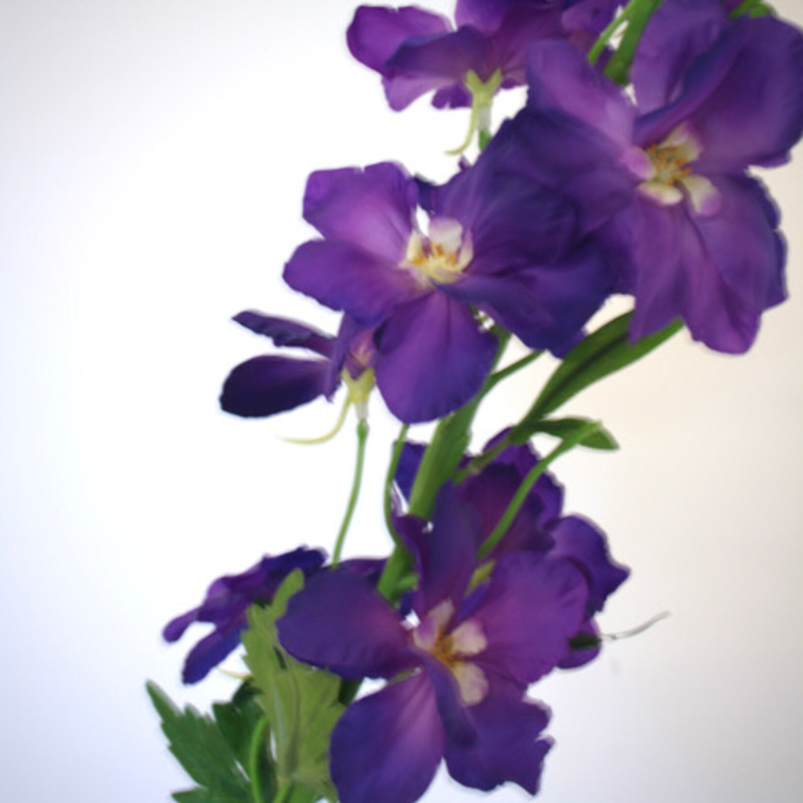 DELPHINIUM BELLA DONNA |PURPLE | 128 CM