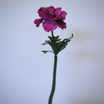 ANEMONE | FUCHSIA | 35 CM