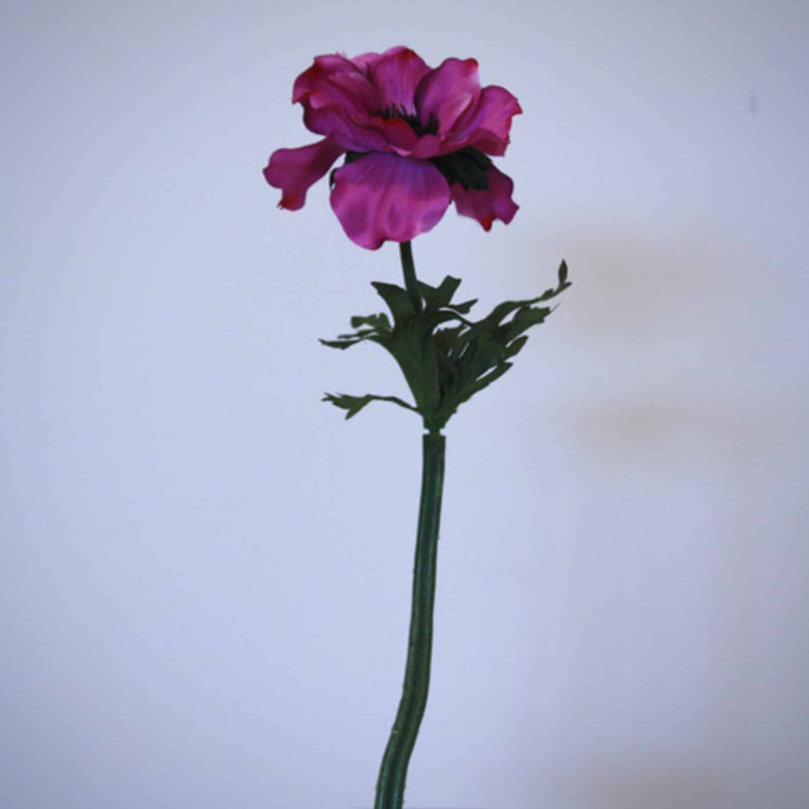 ANEMONE | FUCHSIA | 35 CM