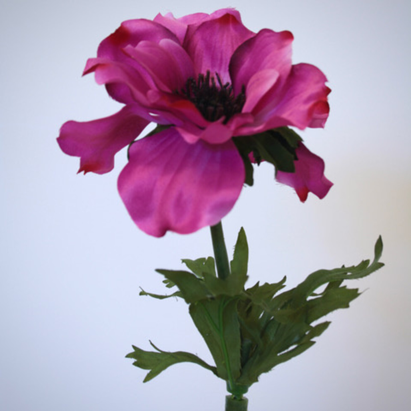 ANEMONE | FUCHSIA | 35 CM
