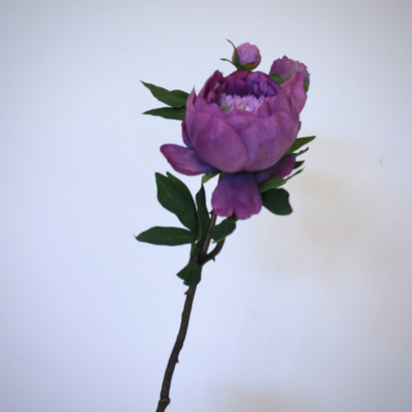 PIOEN PURPLE QUEEN | PAARS | 49 CM