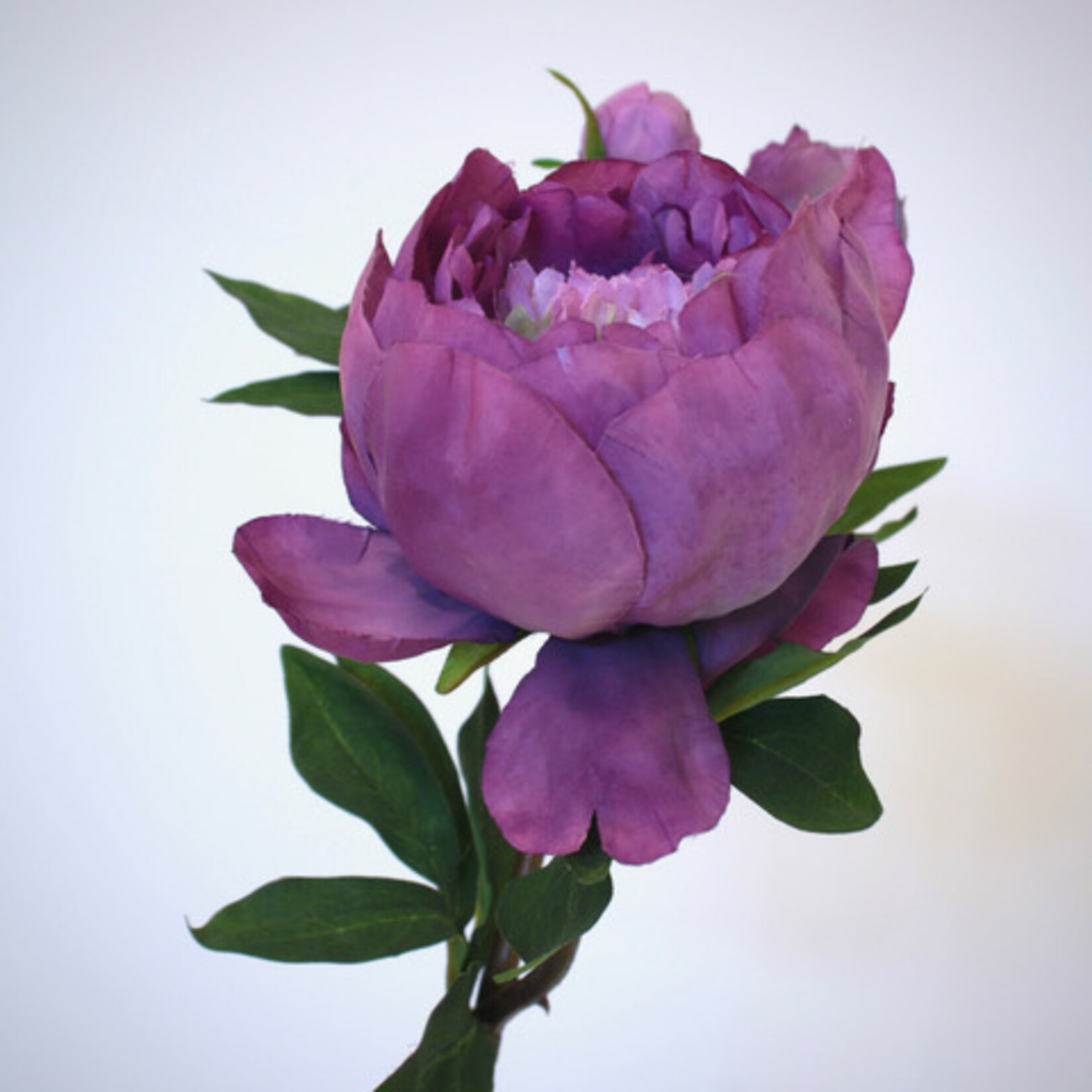 PIOEN PURPLE QUEEN | PAARS | 49 CM