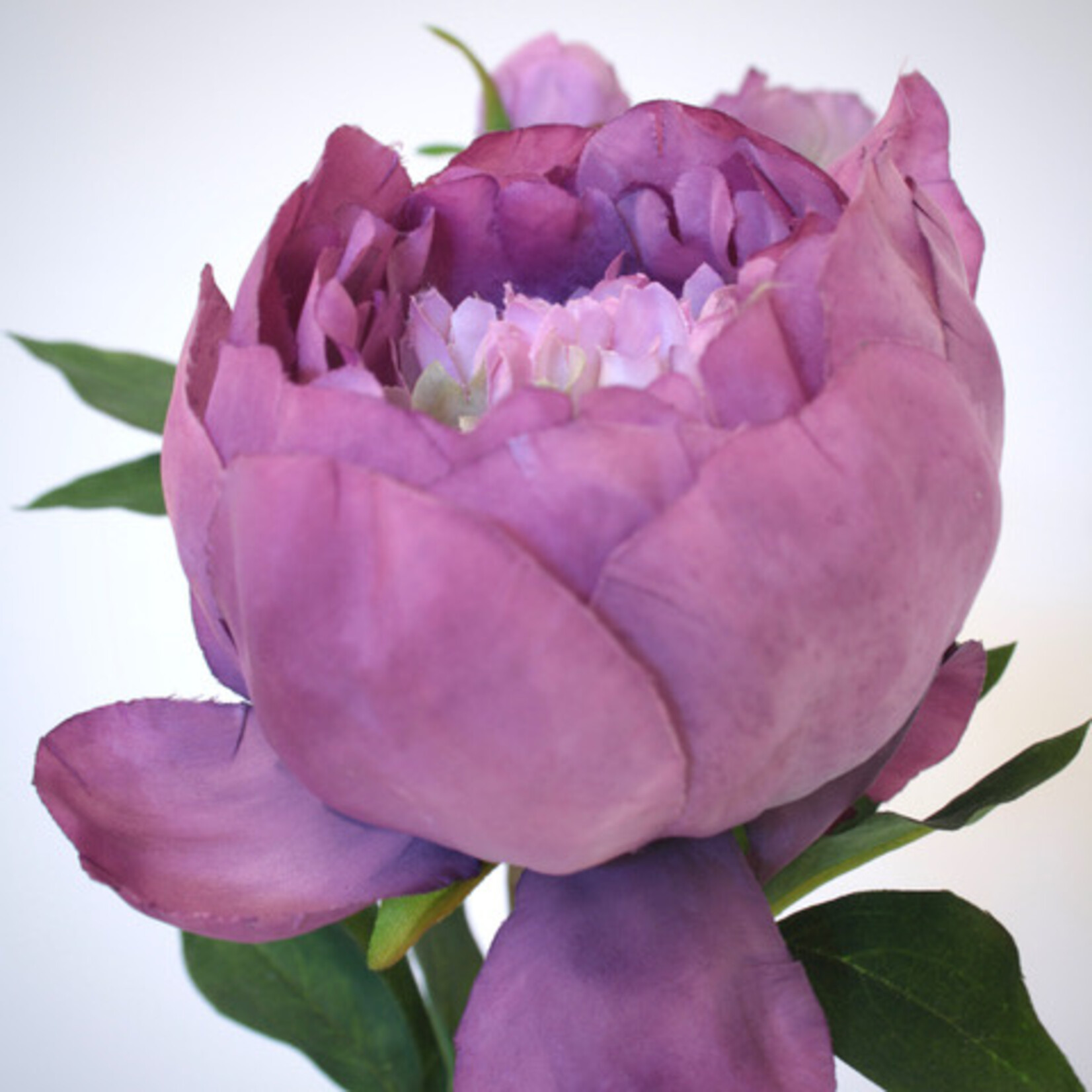 PIOEN PURPLE QUEEN | PAARS | 49 CM