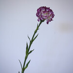 ANJER | PAARS WIT | 55 CM
