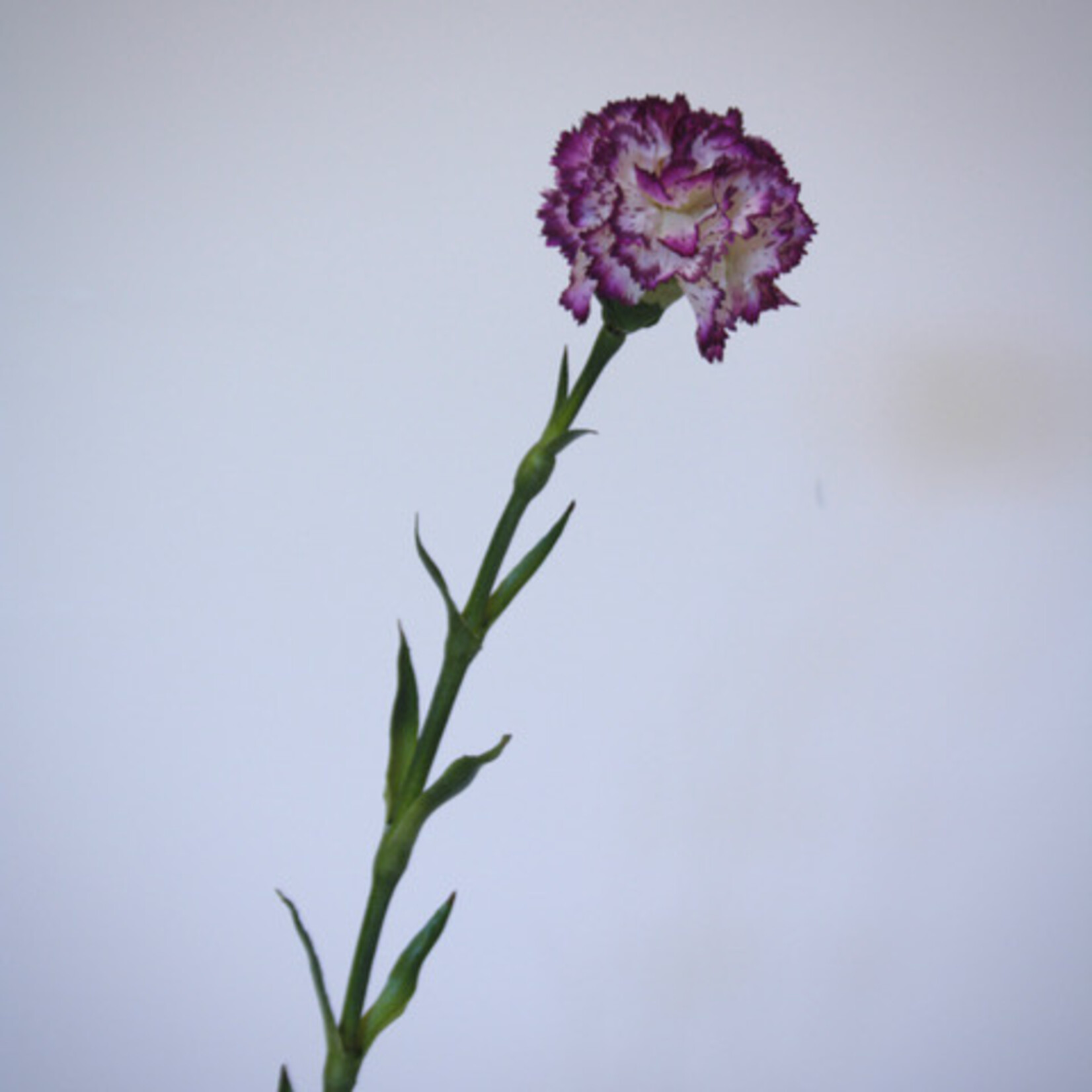 ANJER | PAARS WIT | 55 CM