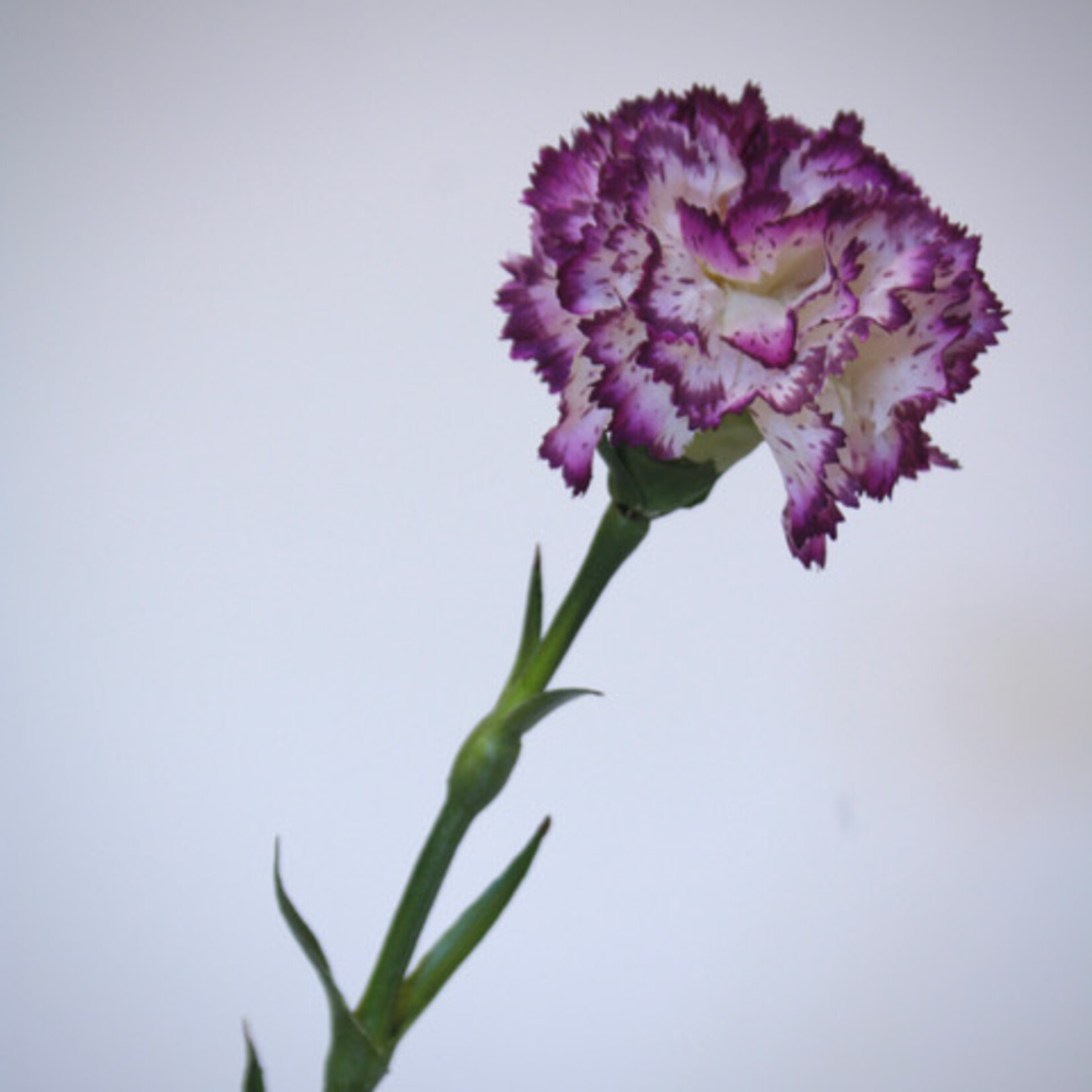 CARNATION | PURPLE WHITE | 55 CM