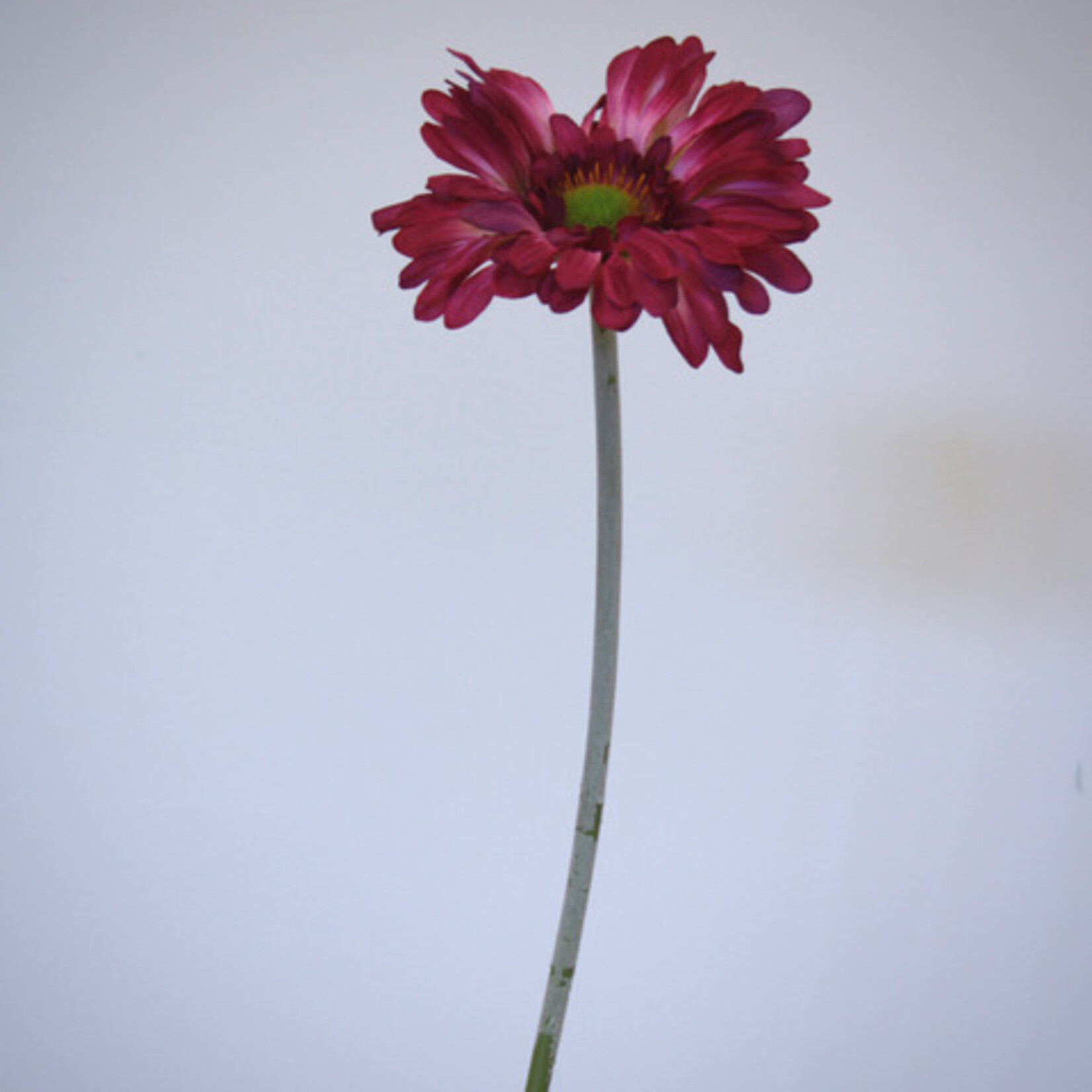 GERBERA DAISY| ROZE | 60 CM